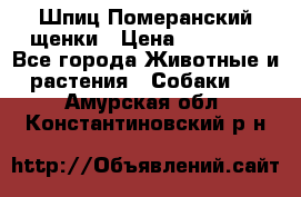 Шпиц Померанский щенки › Цена ­ 25 000 - Все города Животные и растения » Собаки   . Амурская обл.,Константиновский р-н